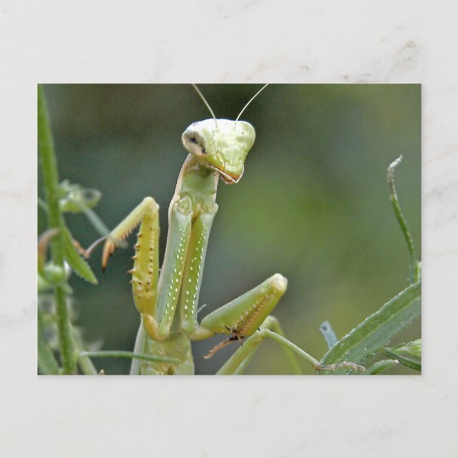 Mantis 475 Postcard (Front)