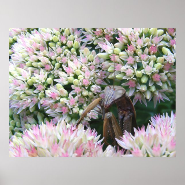 Mantis 79 ~ print (Front)