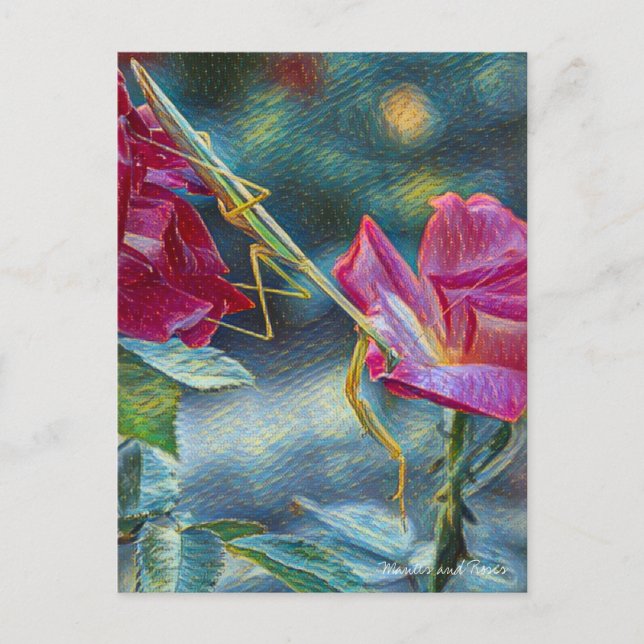 Mantis:Postcard Postcard (Front)