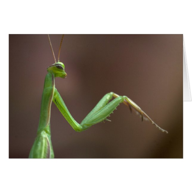 Mantis religiosa cards (Front Horizontal)