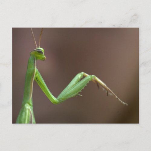 Mantis religiosa postcard