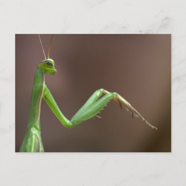 Mantis religiosa postcard (Front)