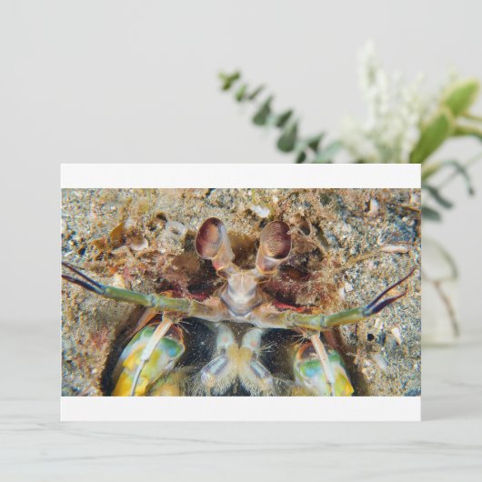 Mantis Shrimp (Standing Front)