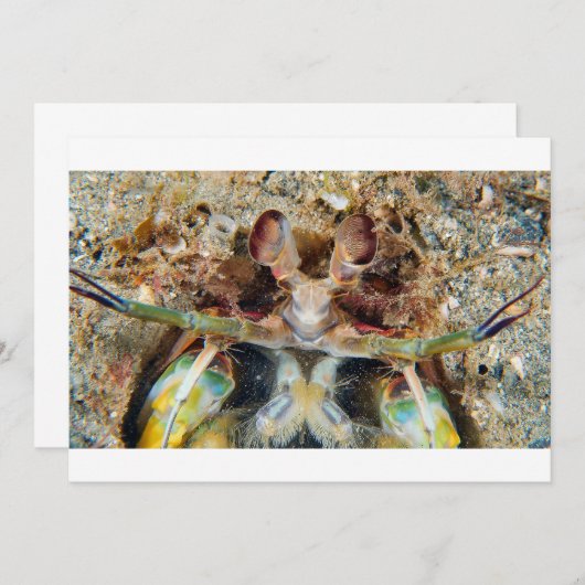 Mantis Shrimp (Front/Back)