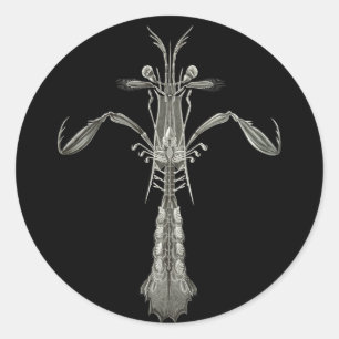 Mantis Shrimp Classic Round Sticker