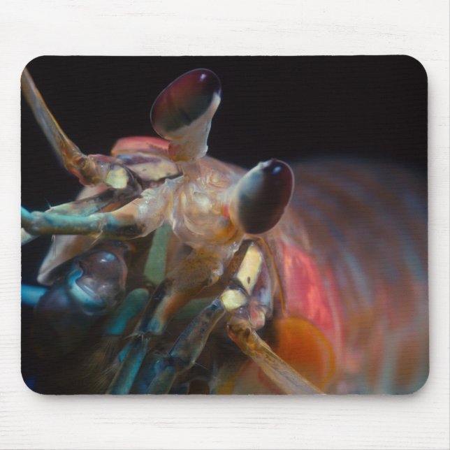 Mantis Shrimp Mouse Pad (Front)