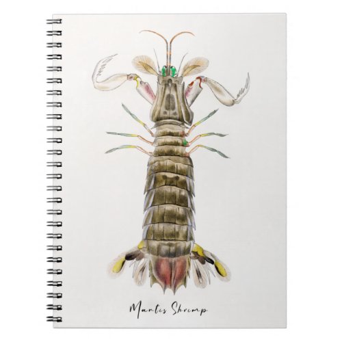 Mantis Shrimp Stomatopod James Ellsworth De Kay Notebook