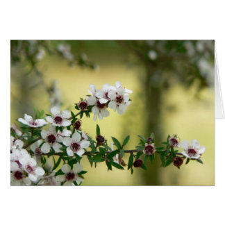 Manuka in bloom cards