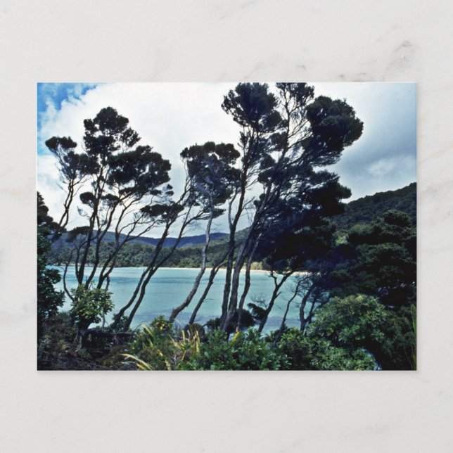 Manuka Shrubs And Beach, Stewart Island Postcard (Front)
