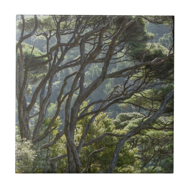 Manuka Tree Forest New Zealand Ceramic Tile (Front)