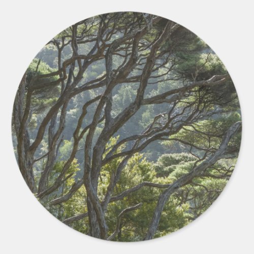 Manuka Tree Forest New Zealand Classic Round Sticker