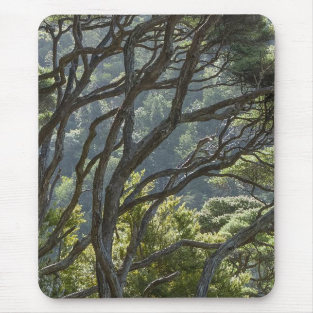 Manuka Tree Forest New Zealand Mouse Pad (Front)