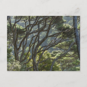Manuka Tree Forest New Zealand Postcard