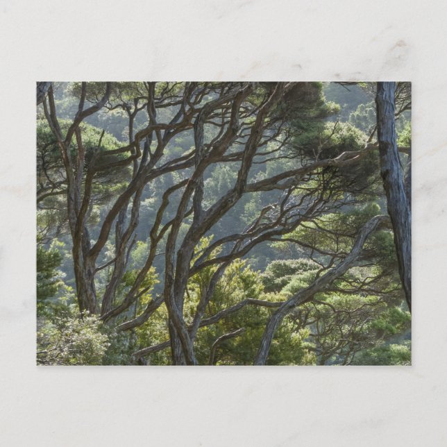 Manuka Tree Forest New Zealand Postcard (Front)
