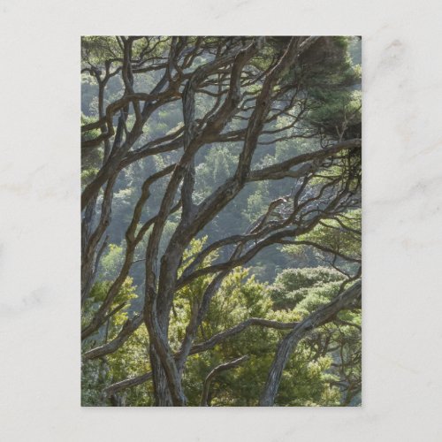 Manuka Tree Forest New Zealand Postcard