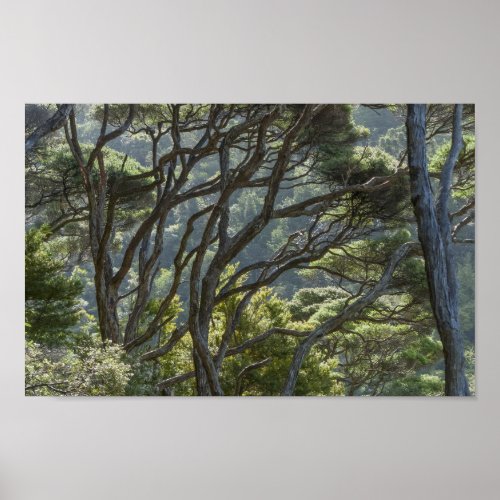 Manuka Tree Forest New Zealand Poster