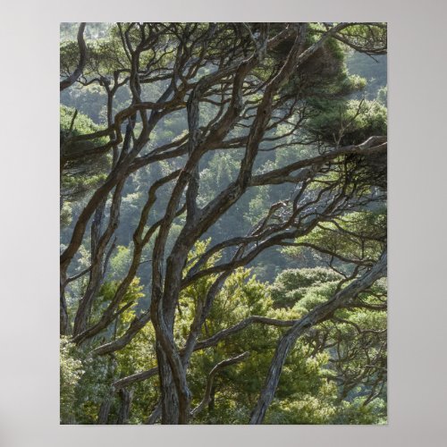 Manuka Tree Forest New Zealand Poster