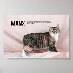 Manx Cat Breed Poster