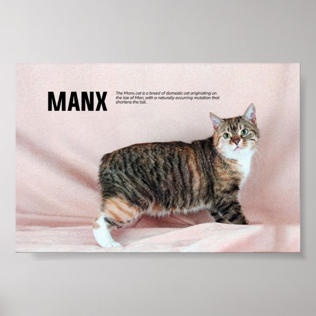 Manx Cat Breed Poster (Front)