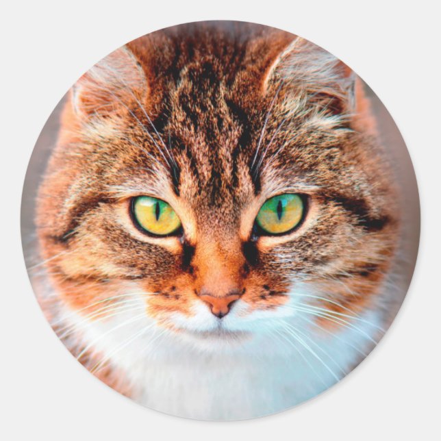 Manx Cat  Face Looking Classic Round Sticker (Front)