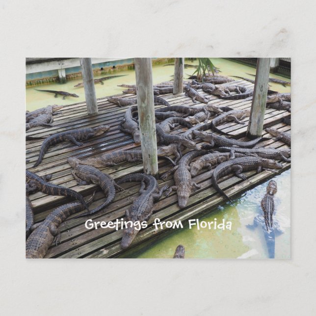 many baby alligators postcard (Front)