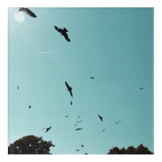 Many birds and a contrail acrylic print