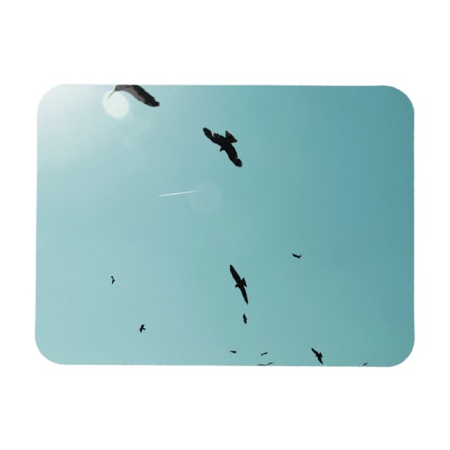 Many birds and a contrail magnet (Horizontal)