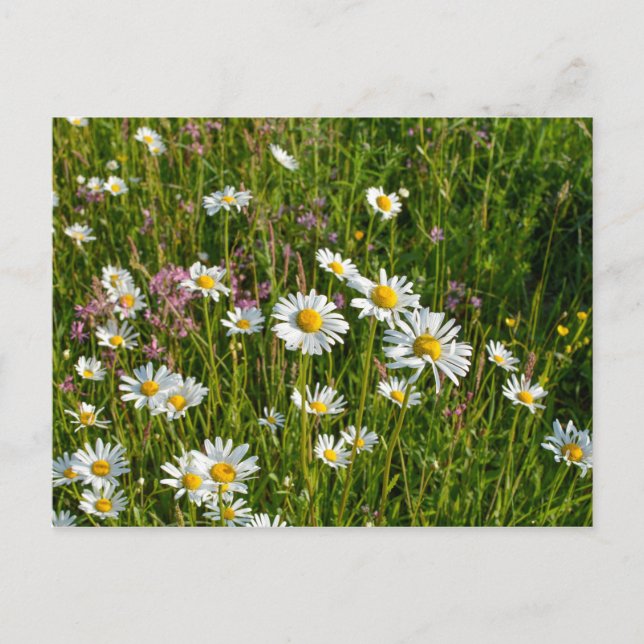Many daisies on a meadow postcard (Front)