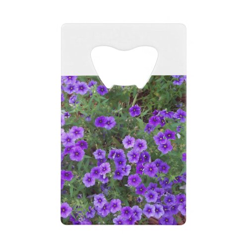 Many dark purple phiox flowers credit card bottle opener