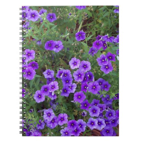 Many dark purple phiox flowers notebook