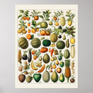 Many fruits poster