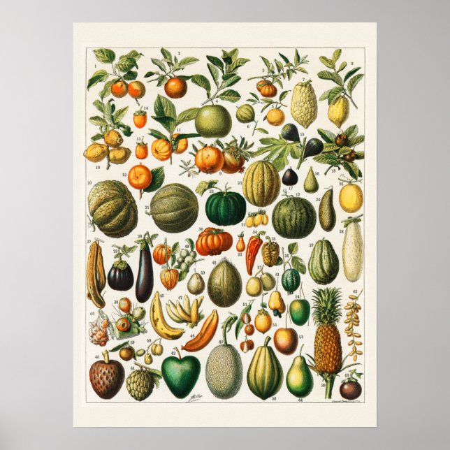 Many fruits poster (Front)