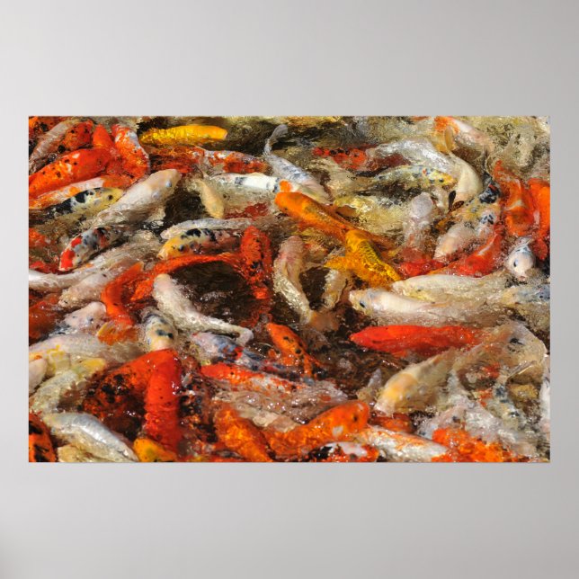 Many koi carp multicolor poster (Front)