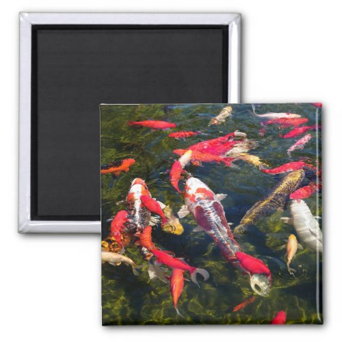 Many koi carp on the water surface  magnet