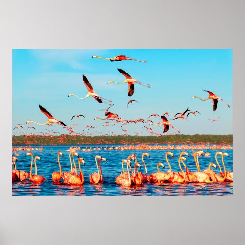 Many pink beautiful flamingos in a beautiful blue  poster