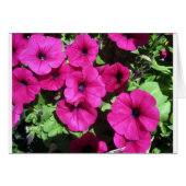 Many Purple Petunias (Front Horizontal)