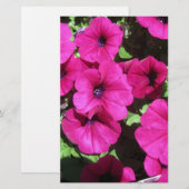 Many Purple Petunias (Front/Back)