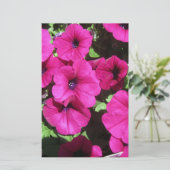 Many Purple Petunias (Standing Front)