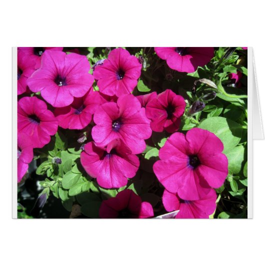 Many Purple Petunias Cards (Front Horizontal)
