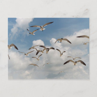 Many Seagulls Postcard