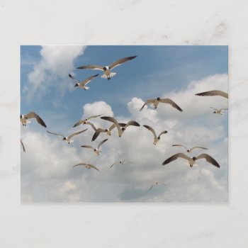 Many Seagulls Postcard by Captain_Panama at Zazzle
