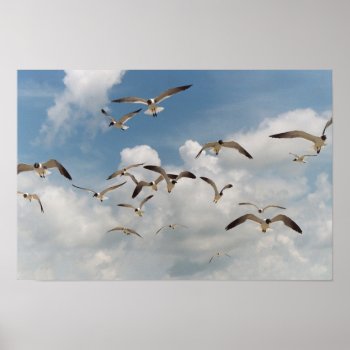 Many Seagulls Poster by Captain_Panama at Zazzle