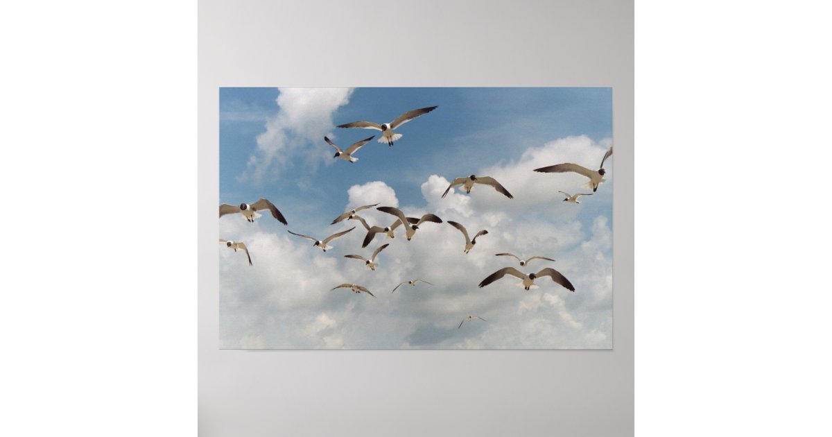 Many Seagulls Poster | Zazzle