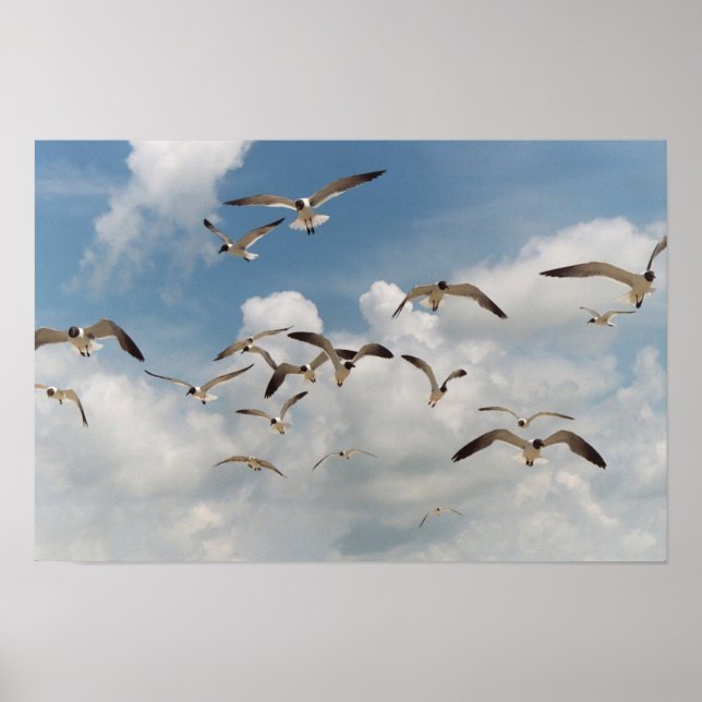 Many Seagulls Poster (Front)