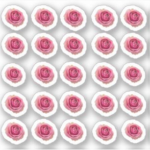 Many small pink roses sticker