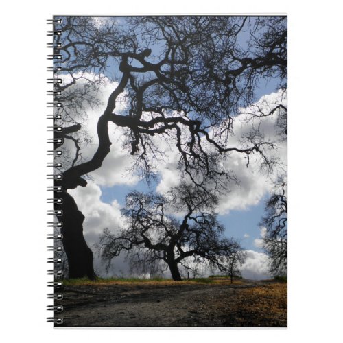 Many Spooky Trees Notebook