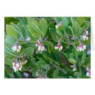Manzanita flowers