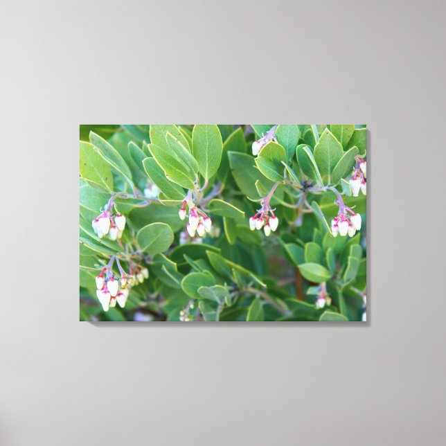 manzanita flowers wrapped canvas print (Front)