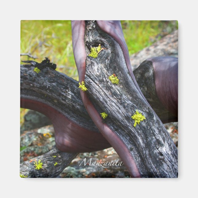 Manzanita Magnet (Front)