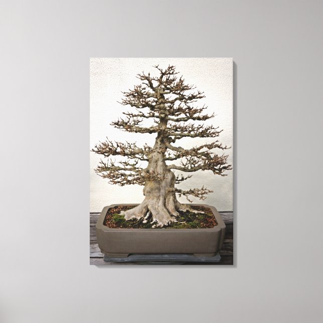 Maple Bonsai Tree Canvas Print (Front)